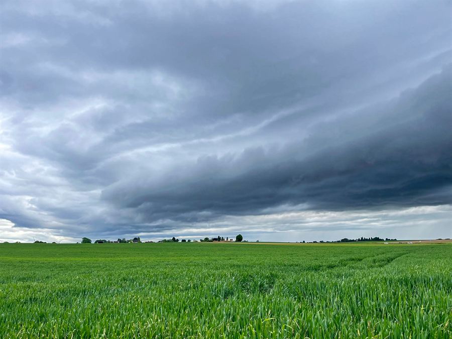 Onweersbasis boven een groen tarweveld